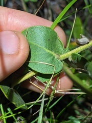 Arctostaphylos cruzensis