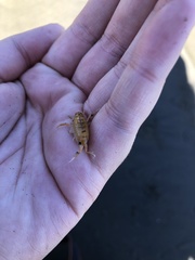 Eumalacostraca