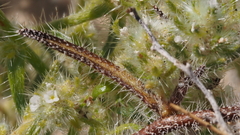Cryptantha maritima pilosa