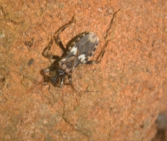 Acanthaspis tergemina