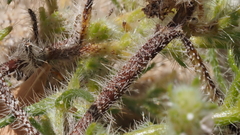 Cryptantha maritima pilosa