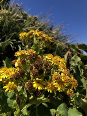 Acrisione denticulata