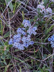 Ceanothus maritimus