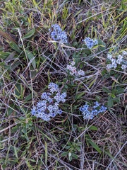 Ceanothus maritimus