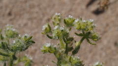 Cryptantha maritima pilosa