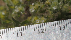 Cryptantha maritima pilosa