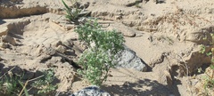 Cryptantha maritima pilosa