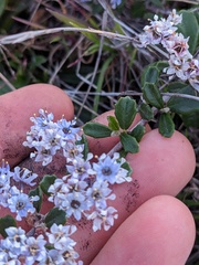 Ceanothus maritimus