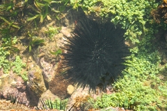 Stomopneustes variolaris