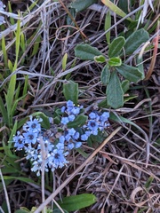Ceanothus maritimus