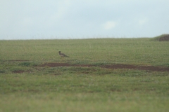 Vanellus malabaricus