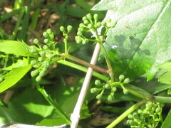 Parthenocissus inserta