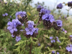 Phacelia tanacetifolia