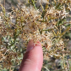Ericameria paniculata