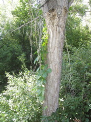 Parthenocissus inserta