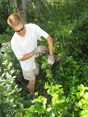 Parthenocissus inserta