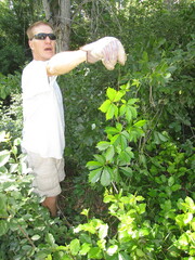Parthenocissus inserta