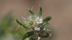 Cryptantha maritima pilosa
