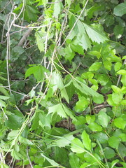 Parthenocissus inserta