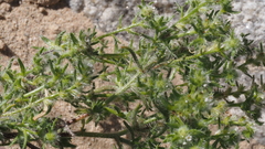 Cryptantha maritima pilosa