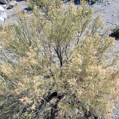 Ericameria paniculata