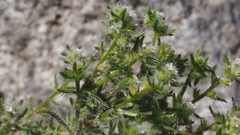 Cryptantha maritima pilosa