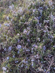 Ceanothus maritimus
