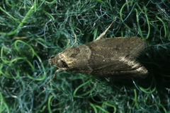 Tortricodes alternella