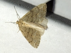 Paleacrita vernata