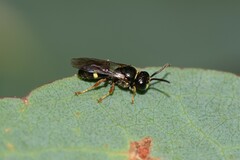 Clitemnestra plomleyi