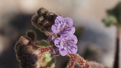 Phacelia crenulata minutiflora