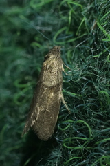 Tortricodes alternella