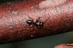 Myrmophyma