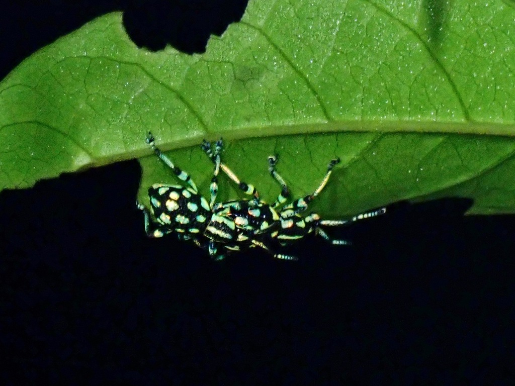 Excalidiopsis