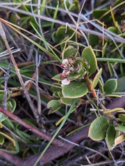 Arctostaphylos hookeri hearstiorum