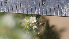 Cryptantha maritima pilosa