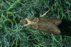 Tortricodes alternella