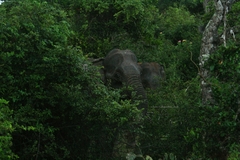 Elephas maximus maximus