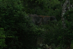 Elephas maximus maximus