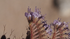 Phacelia crenulata minutiflora