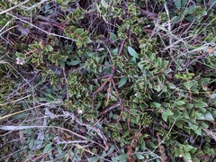 Arctostaphylos hookeri hearstiorum