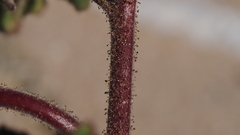 Phacelia crenulata minutiflora