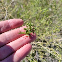 Ambrosia salsola