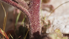 Phacelia crenulata minutiflora