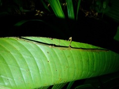 Mnesilochus palawanicus