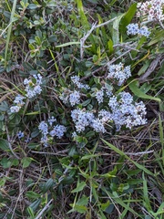 Ceanothus maritimus