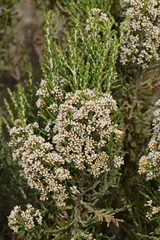 Ozothamnus cupressoides