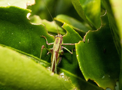 Enthephippion olivaceum