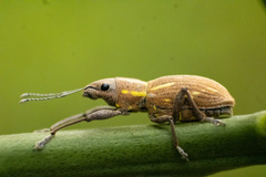Naupactus dissimilis