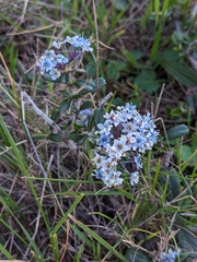 Ceanothus maritimus